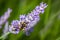 European wool carder bee Anthidium manicatum on Lavender Lavandula