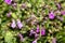 A European Wool Carder Bee Anthidium manicatum Seeks Pollen on Bright Purple Flowers