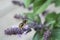 European wool carder bee in flight approaching a purple flower