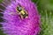 European Woolcarder Bee - Anthidium manicatum