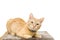 European yellow ginger cat pet isolated