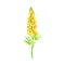 European yellow Lupine flower, elegant floral design element vector illustration