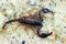 European yellow tailed scorpion - Euscorpius flavicaudis