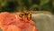 European yellow wasp cutting a piece of meat. German yellowjacket, Yellow hornet