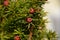 european yew closeup, taxus baccata or european yew