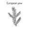 European yew Taxus baccata , poisonous plant.