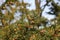 European yew tree in spring