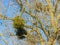 Europen mistletoe in winter, attached to their host maple tree