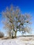 Europen mistletoe in winter, attached to their host maple tree