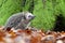 Europese Egel, European Hedgehog, Erinaceus europaeus