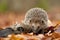 Europese Egel, European Hedgehog, Erinaceus europaeus