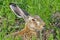 Europese Haas, European Hare, Lepus europaeus