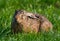 Europese Haas, European Hare, Lepus europaeus