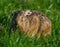 Europese Haas, European Hare, Lepus europaeus