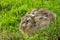 Europese Haas, European Hare, Lepus europaeus