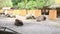 Europian bisons resting