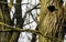 Europian forest Woody woodpecker
