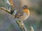 Europian robin on a branch full close up melancholic look