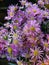 The eurupean michaelmas daisy flower has a yellow pistil and small pink petals