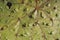 Euryale ferox leaf close up