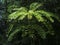 Eurycoma Longifolia Jack commonly known as Tongkat Ali