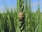 Eurygaster maura on wheat ears.