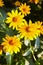 Euryops chrysanthemoides, african bush daisy,
