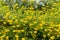 Euryops chrysanthemoides or african bush daisy or nine bright daisy flowers  in the garden