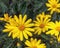 Euryops Field of yellow Golden Daisy. Flowers for balcony  park  garden. Flower background Top view