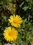 Euryops pectinatus or South African Daisy