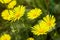 Euryops pectinatus. Yellow flower blooming