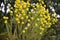 Euryops virgineus `Golden clacker`flowers