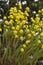 Euryops virgineus `Golden clacker`flowers