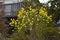 Euryops virgineus `Golden clacker`flowers