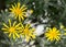 Euryops, yellow bush daisy, euryops pectinatus, four bright daisy flowers