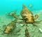 Eurypterids Swimming In A Pack