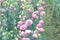 Eustoma farm inside greenhouse