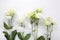 Eustoma flowers background in flat style on white background. Holiday composition. Wedding fashion