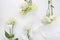 Eustoma flowers background in flat style on white background. Holiday composition. Wedding fashion