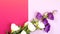 Eustoma flowers on colorful trendy background. Copy space, top view. Spring floral mockup, copy space