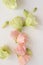 Eustoma fresh flowers flat lay, tender pastel floral photography background