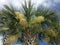 Euterpe Oleracea, Acai Palm Tree Blossoming in Bright Sunlight in Port Orange, FL.