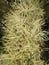 Euterpe Oleracea, Acai Palm Tree Blossoming in Port Orange, FL.