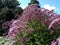 Eutrochium purpureum ornamental plant, in the garden.