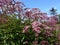 Eutrochium purpureum ornamental plant, in the garden.