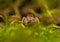 Evarcha - Jumping spider