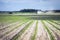 Even rows of corn and a sprayer in the distance, which introduces chemistry against weeds