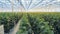 Even rows of tied up cucumber seedlings are growing in a glasshouse