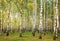 Evening autumn birch forest in sunlight