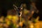 Evening back-light portrait deer. Pampas Deer, Ozotoceros bezoarticus, sitting in the green grass, Pantanal, Brazil. Wildlife scen